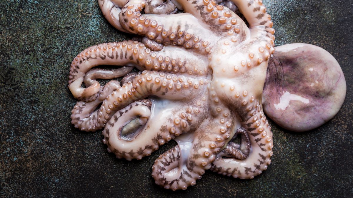 První farma na chov chobotnic vyvolala mezi ochranáři značné obavy